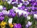 Bitte unterstützen Sie die Pflanzaktion, um einen Blütenteppich aus Frühlingsblumen zu schaffen.