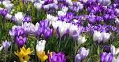 Bitte unterstützen Sie die Pflanzaktion, um einen Blütenteppich aus Frühlingsblumen zu schaffen.