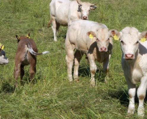 Rülpsen unsere Kühe zu viel?