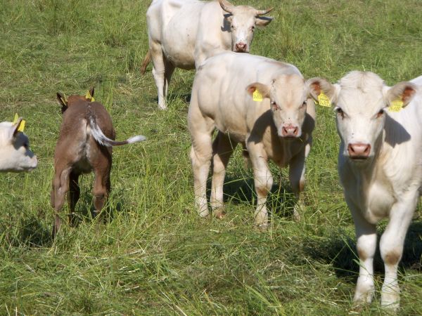 Rülpsen unsere Kühe zu viel?